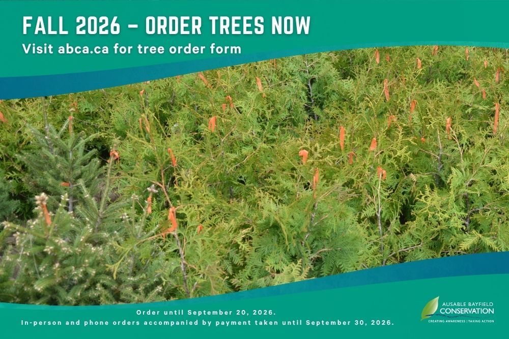 A poster, showing tree seedlings, to promote 2026 fall tree orders.