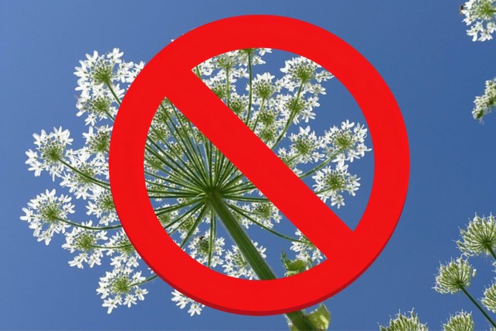 Help to prevent the spread of invasive plant species.