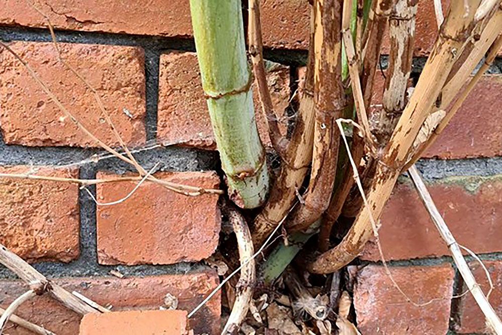 (Photo, of Knotweed plant breaking through brick wall, courtesy Invasive Weed Management, Leeds.)