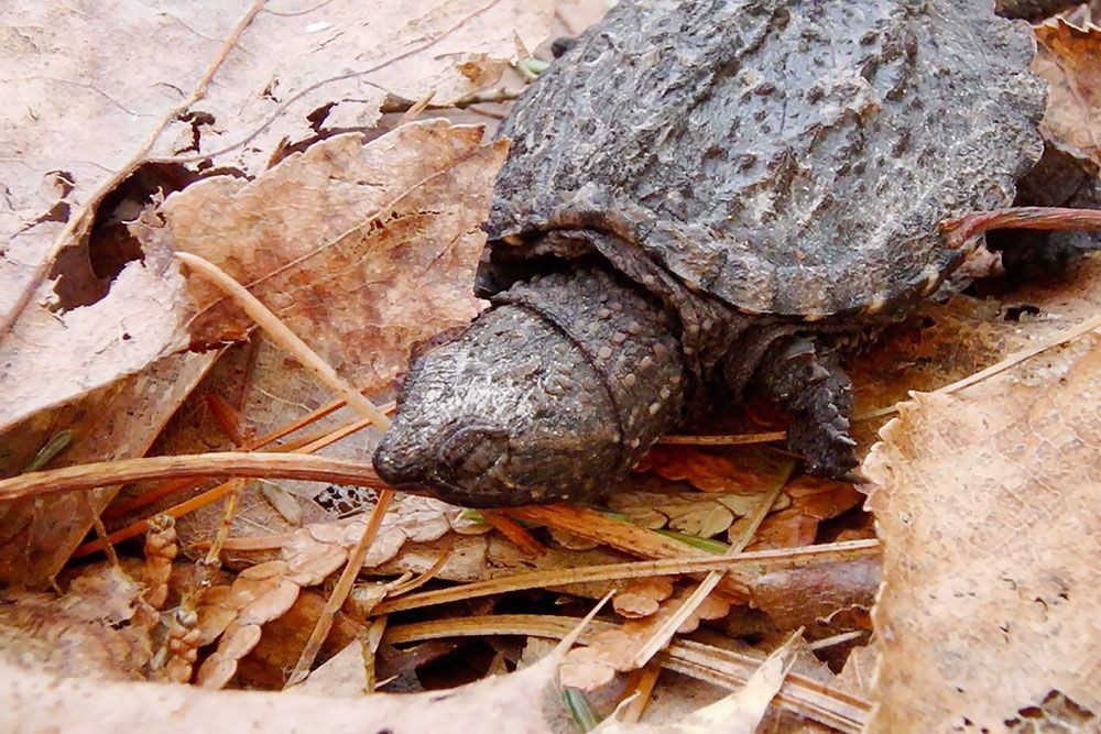 Sleepy Snapping Turtle hatchling.