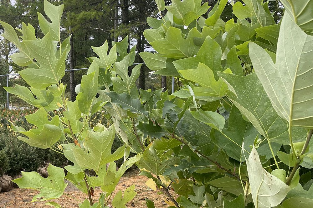 Tulip Trees