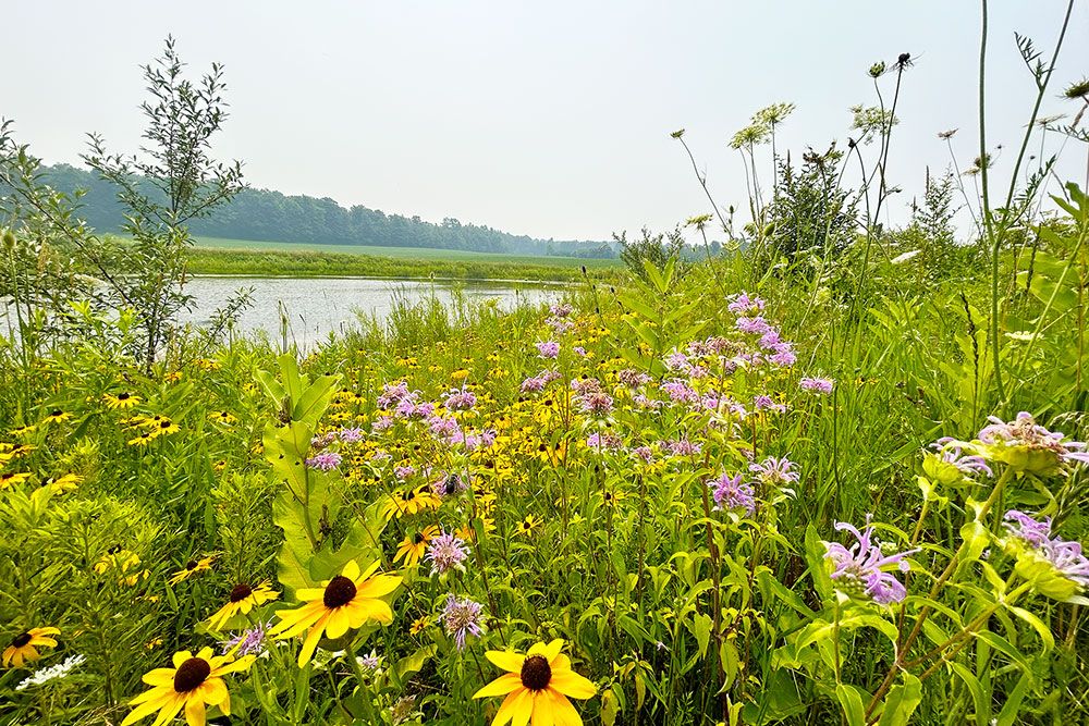 Wetlands_2026_1000_px_4.jpg
