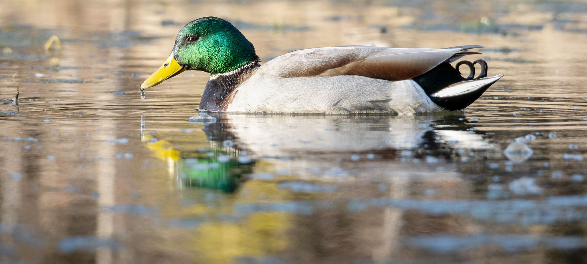 A photo of a Mallard duck.