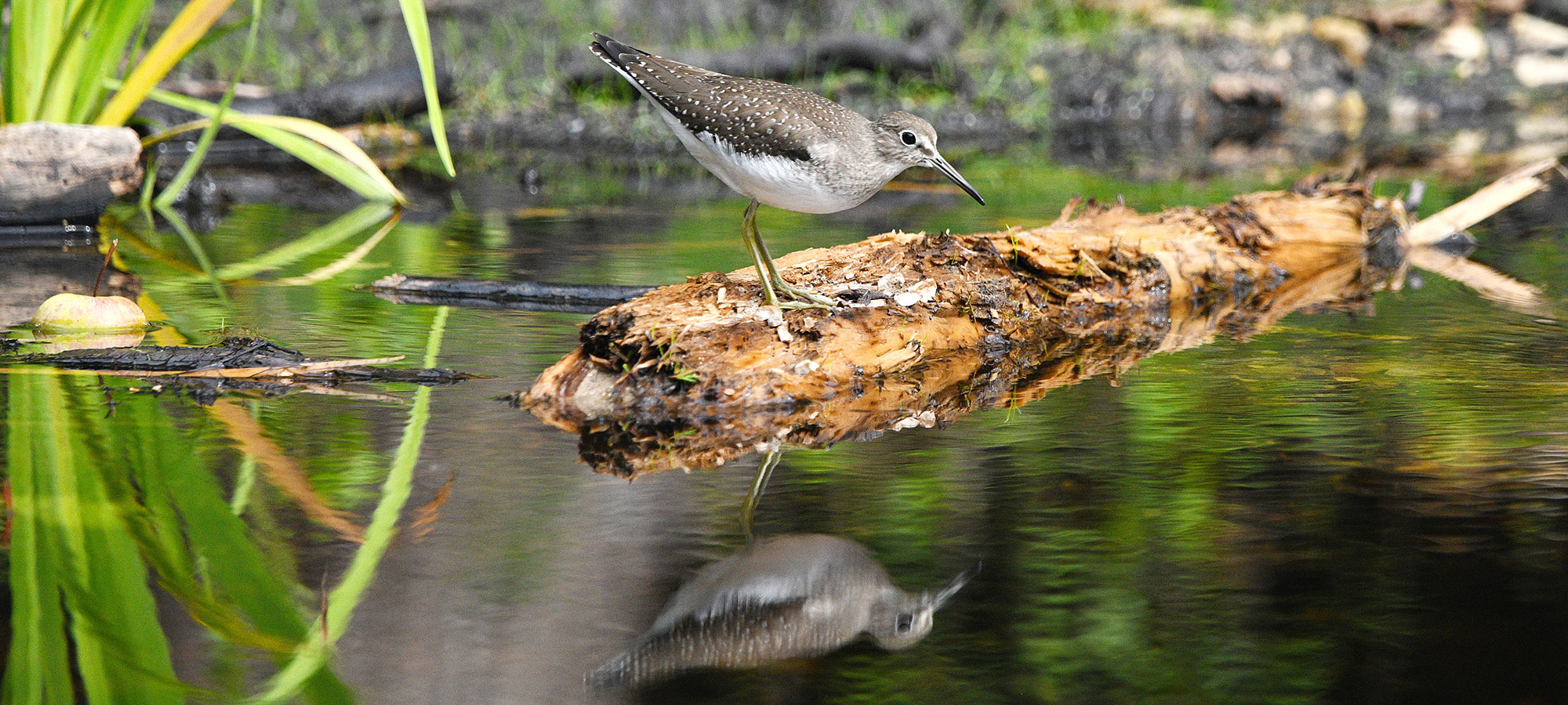 A photo of a bird at a wetland.